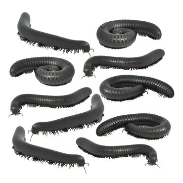 10 Giant Black Train Millipedes